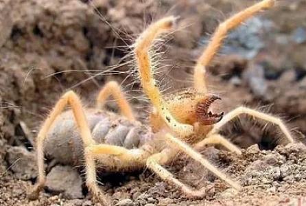 Türkiyədə zəhəri ilə insanı öldürə bilən hörümçək: