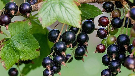 Ürək və qan damarlarını gücləndirən