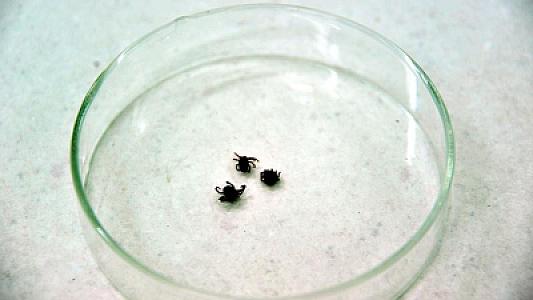 Çin alimləri gənə ilə ötürülən