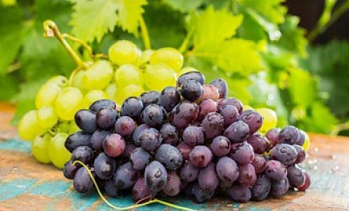 Üzümün sağlamlığa
