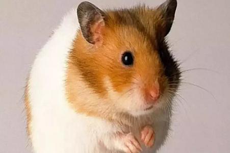 Ev siçanın dişlədiyi 38 yaşlı qadın öldü