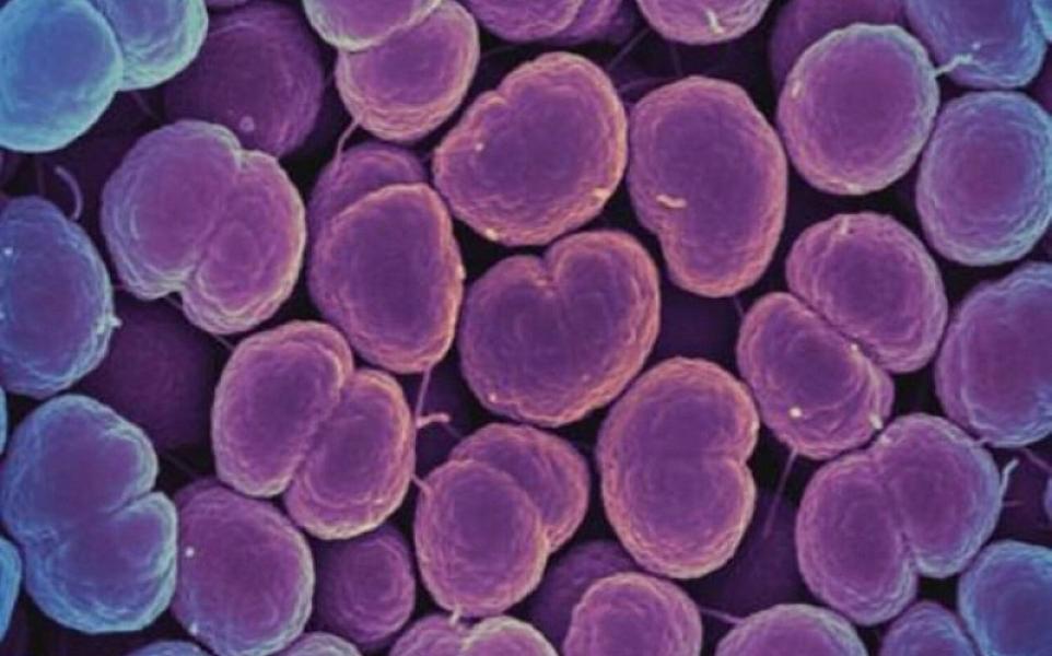 Alimlər antibiotiklərin bakteriyaları öldürən yeni formasını