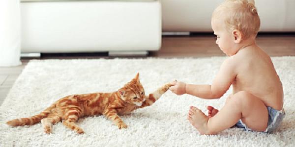 Pişiklər körpələrdən daha sürətli öyrənirlər -