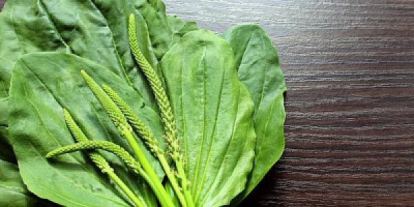 Bağayarpağının bilinməyən