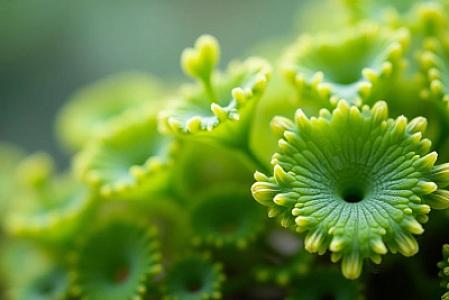 Qocalmanı ləngidən bitki tapıldı -