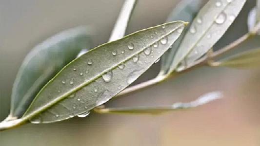 40 gün suyunu için - Şəkər xəstələri üçün möcüzədir