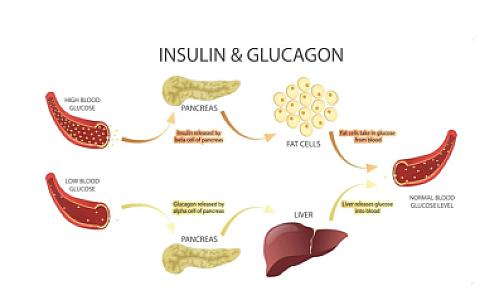 Diabetin idarə edilməsində əsas bioloji tənzimləyici