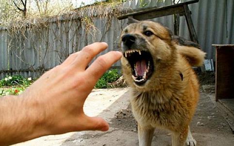 Bu il Azərbaycanda 30 minə yaxın şəxsi heyvan dişləyib, iki nəfər quduzluqdan ölüb