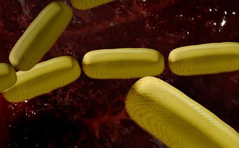 Bakteriyalar antibiotiklərdən qorunma mexanizmi