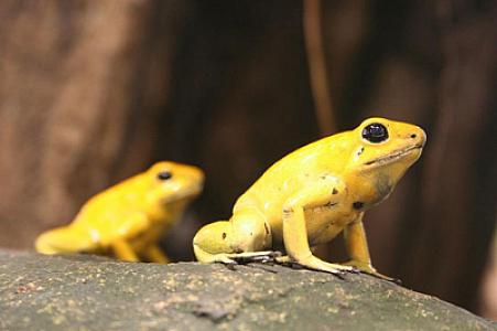 Qurbağa zəhərini bədəninə sürtüb öldü -