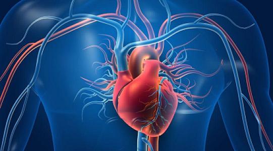 Tədqiqatçılar ürəkdə