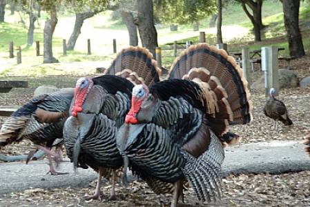 Hinduşkanın qiyməti niyə bu qədər