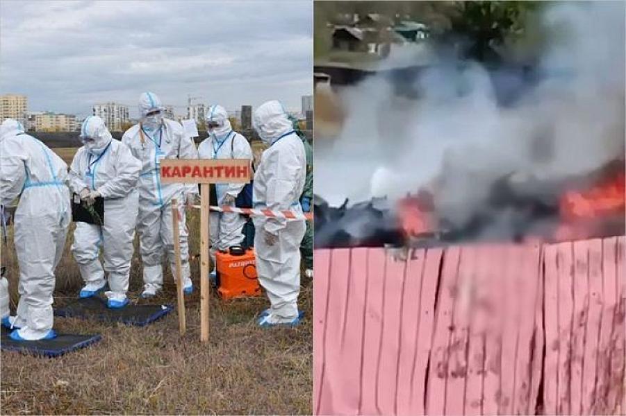 Rusiyada qorxulu xəstəlik yayılır - Minlərlə donuz yandırıldı