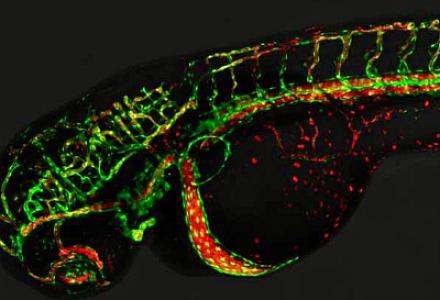 Alimlər qan damarlarının formalaşmasında yeni mexanizmləri aşkar ediblər -