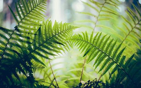 Qlobal fəlakətdən sonra Yerdə həyatı canlandıran