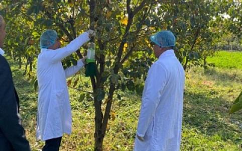 AQTA Tərtər, Bərdə və Ağdamda fitosanitar monitorinqlər aparıb