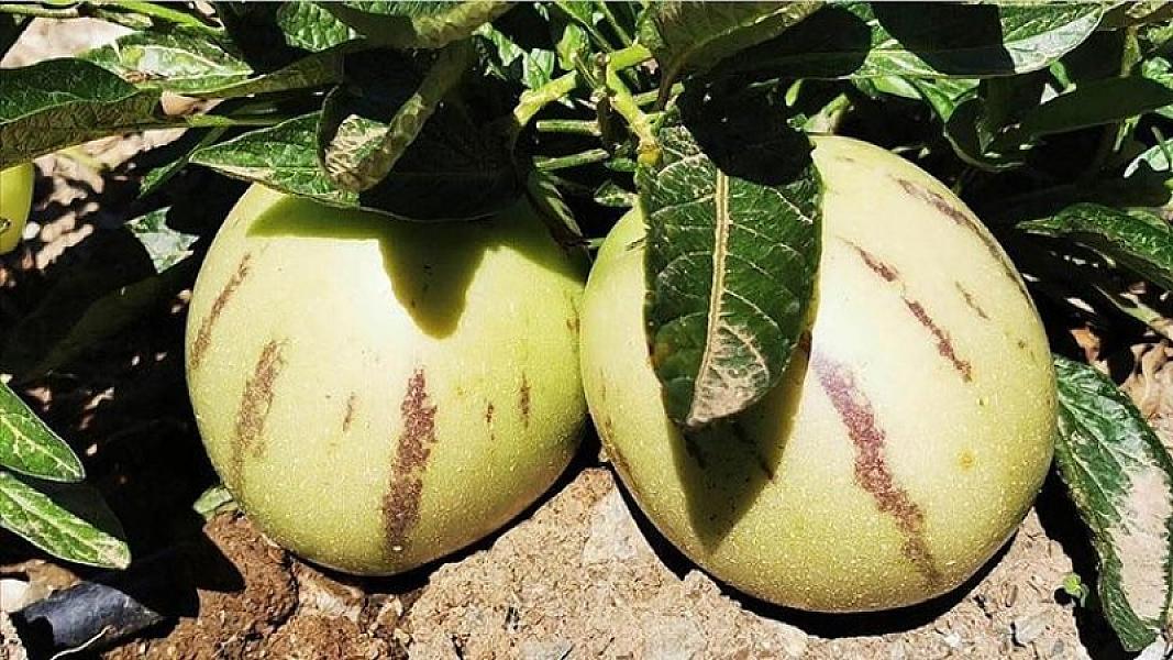 Qan şəkərini tarazlayan dadlı enerji deposu olan
