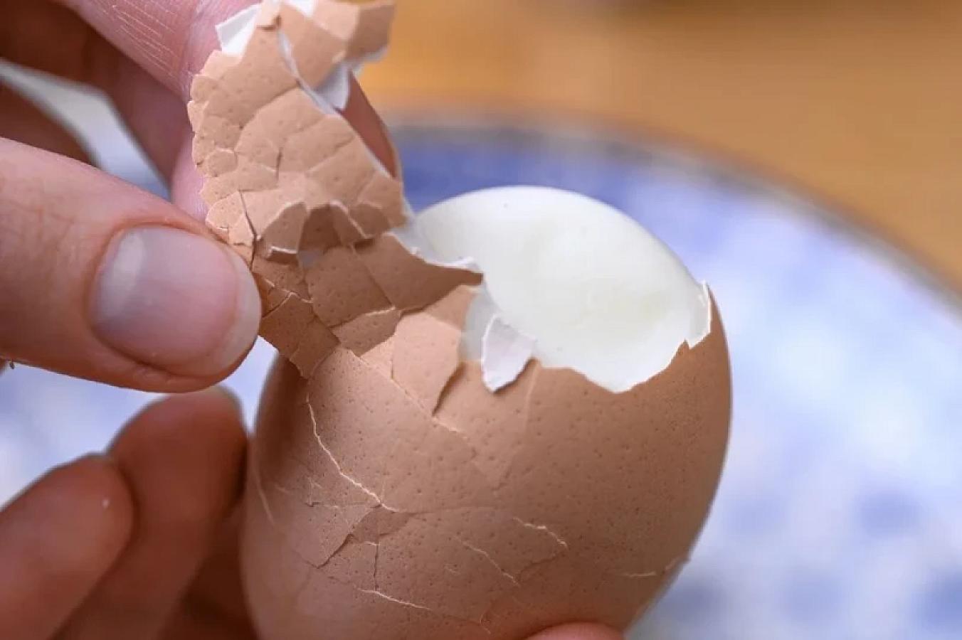 Quş qripi insana toyuq və yumurtadan