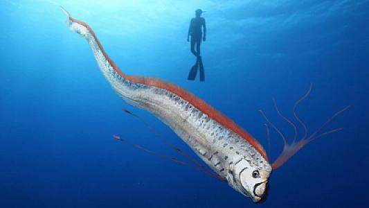 Qorxunc əlamət: Meksika çimərliyində