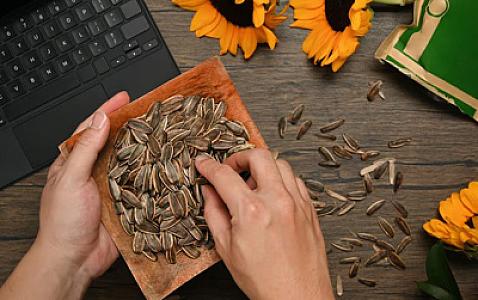 “Semiçka”nın bu faydalarını