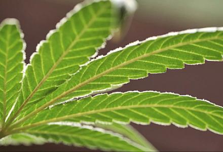 Yeni şizofreniya halları son 20 ildə