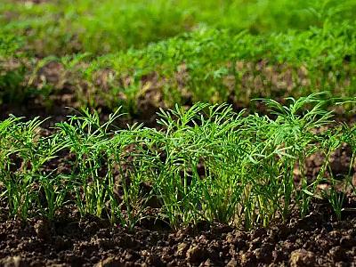 Torpaqdan çıxan təbii antibiotik!