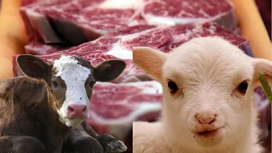 Hər kəs mal və ya quzu əti yeyir: