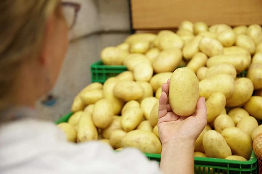 GMO kartofdan pendir hazırlayıb satışa