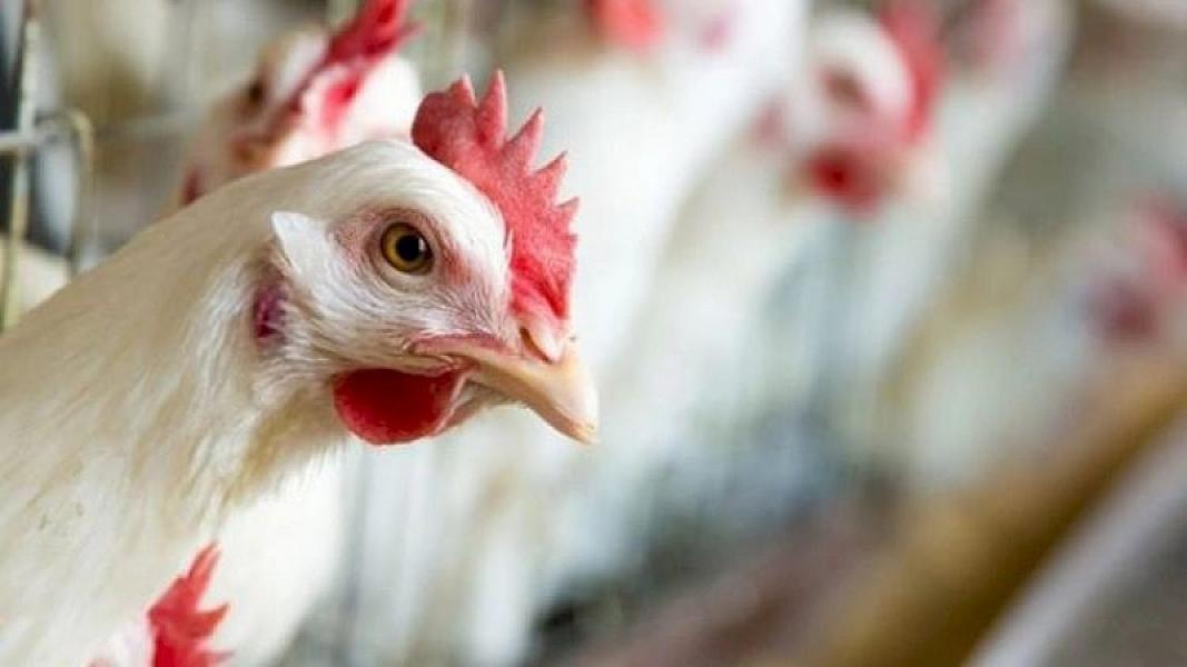 Sağlamlığımıza təhlükə yaradan, biri 65 qəpiyə olan toyuqlar