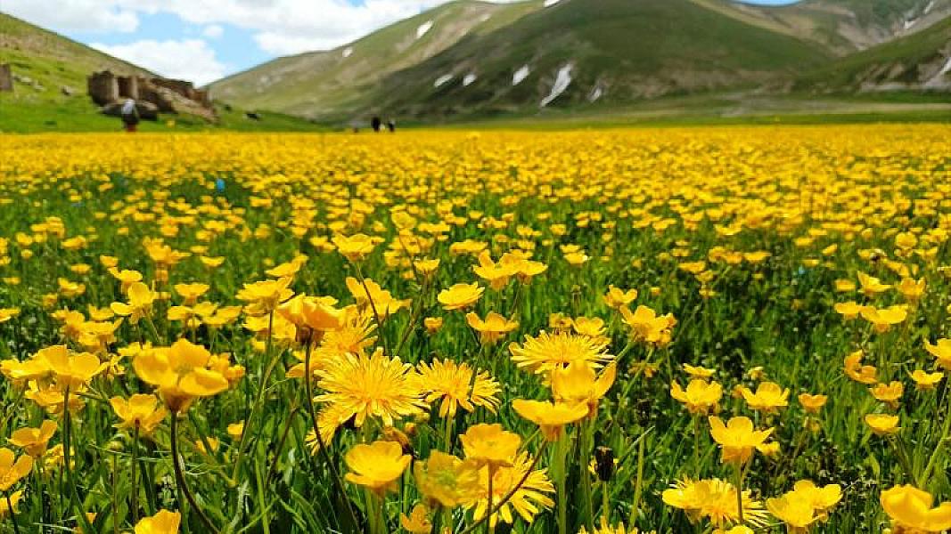 Yeni kəşf: Təbiət ağrıları