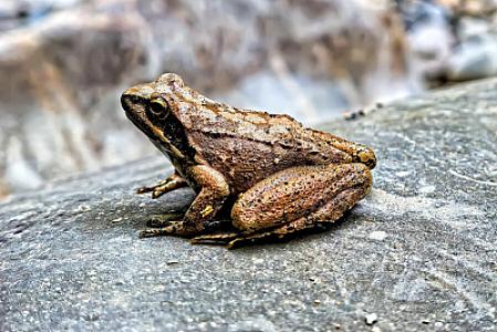 Qurbağanın ifrazatından