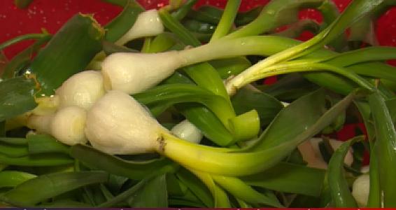 Laçının özünəməxsus bitkisi: "Sağlamlıq, mədə-bağırsaq üçün faydalıdır,