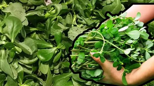 Xərçənglə mübarizə aparır, immuniteti gücləndirir!