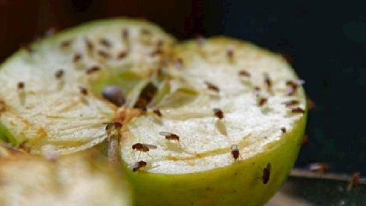 Evdəki kiçik milçəkləri dərhal toplayır!