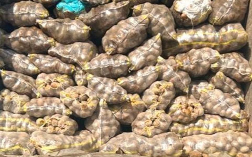 Rusiya və İrandan Azərbaycana gətirilən kartofda zərərli orqanizm aşkarlanıb