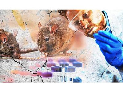 Siçan qızdırması: Hansı orqanları