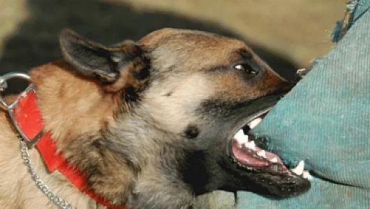 Azərbaycanda bağçadan çıxan uşaqlara itlər hücum etdi: