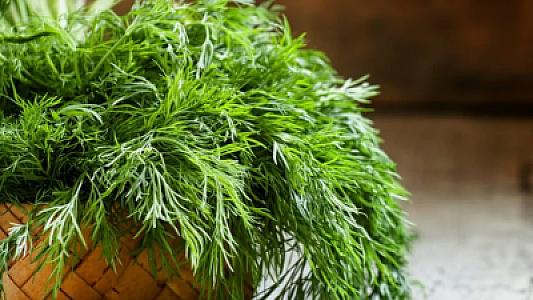 İllərdir boşqabın bir kənarına atılmışdı: