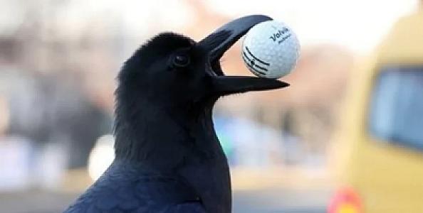 Qarğalar və insanlar arasında